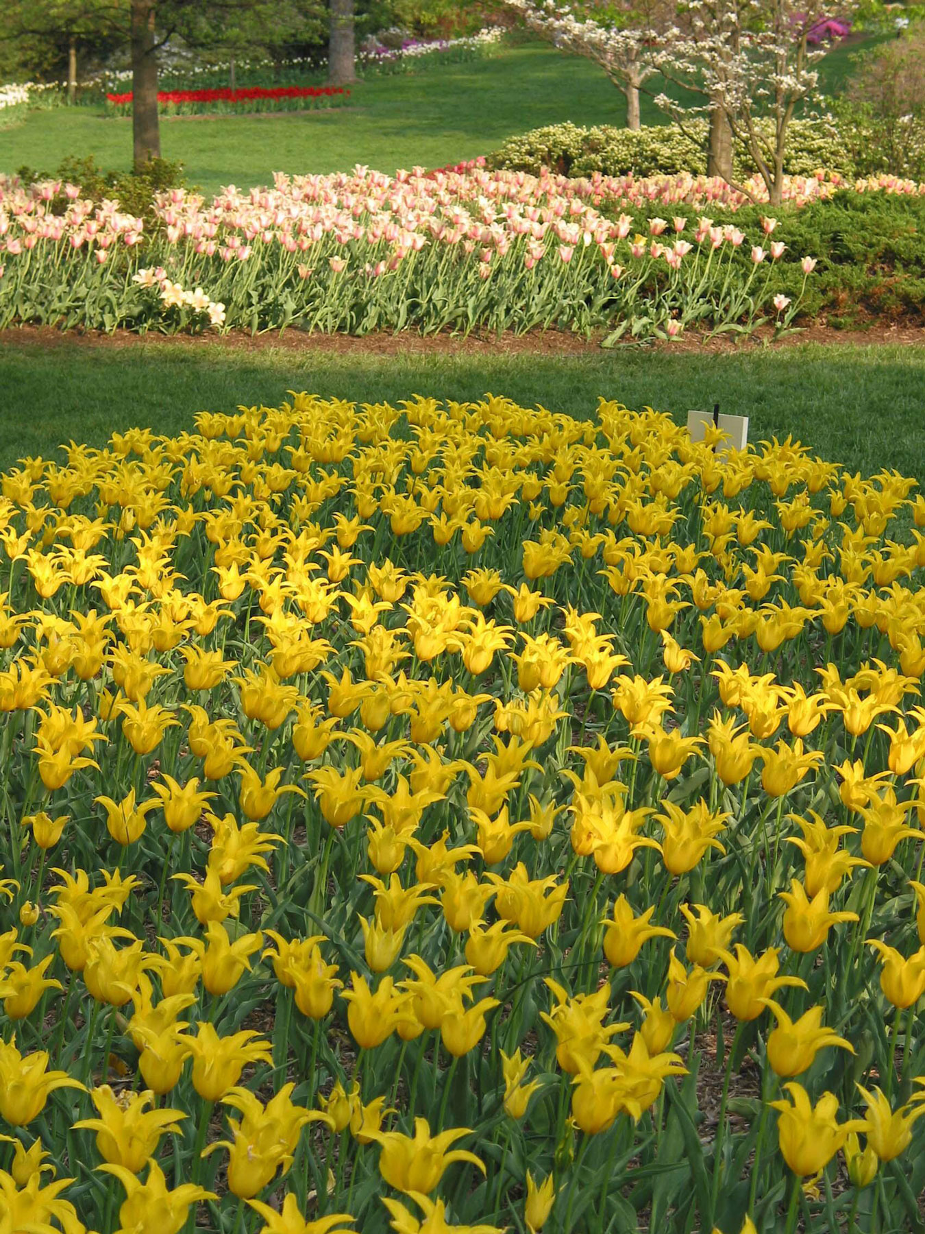 Picture of flowers at Sherwood Gardens in Baltimore Maryland for Spring Mini Sessions for Bethany Simms Photography