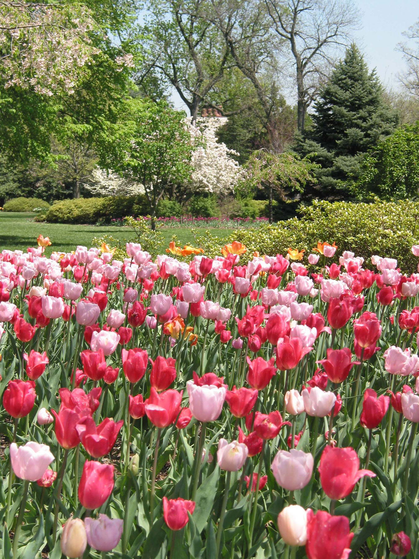 Picture of tulips at Sherwood Gardens in Baltimore Maryland for Spring Mini Sessions for Bethany Simms Photography